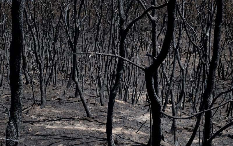 AYUDAS INCENDIO SIERRA DE GATA
